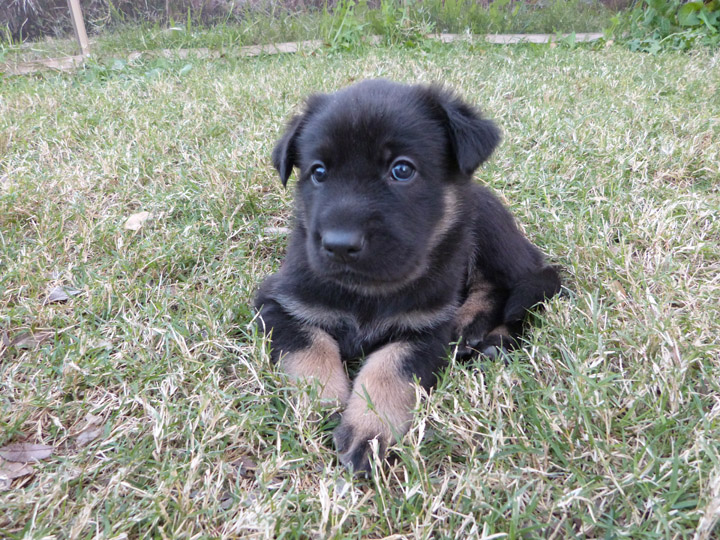 chinook dog